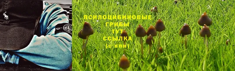 Псилоцибиновые грибы Psilocybine cubensis  Высоковск 